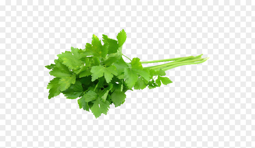 Paprika Plant Coriander Herb Chili Con Carne Mexican Cuisine Parsley PNG