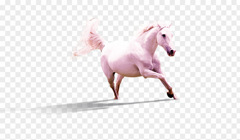 Running White Horse Mustang Stallion Pony PNG