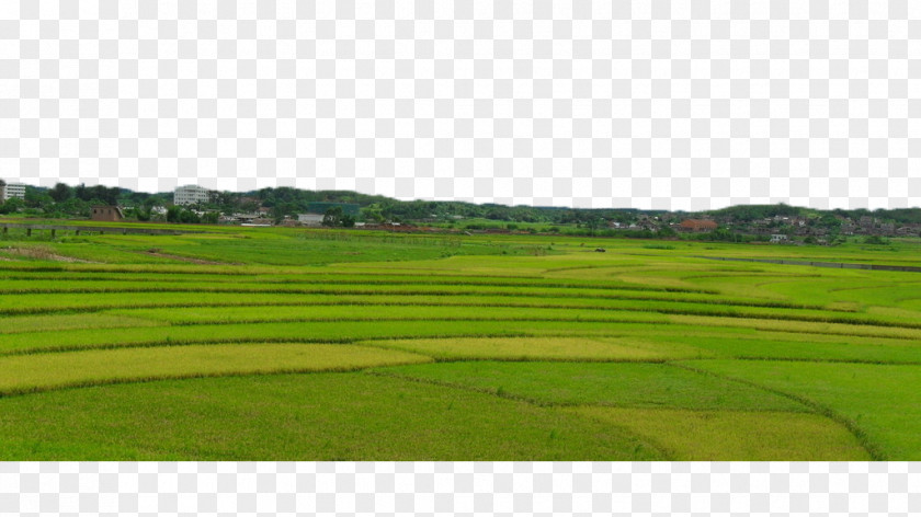 A Piece Of Rice Fields Lawn Farm Grassland Field Sky PNG