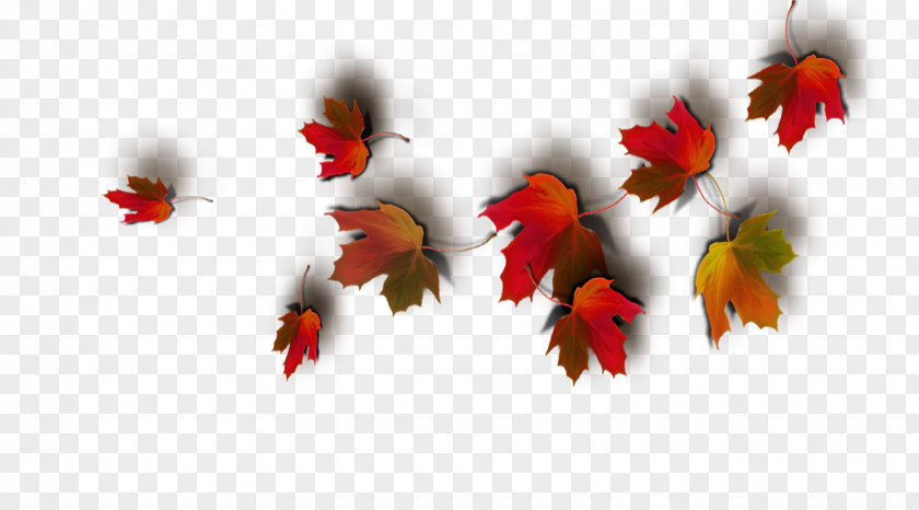 Autumn Leaves Thepix Collage Image Editing Photography PNG
