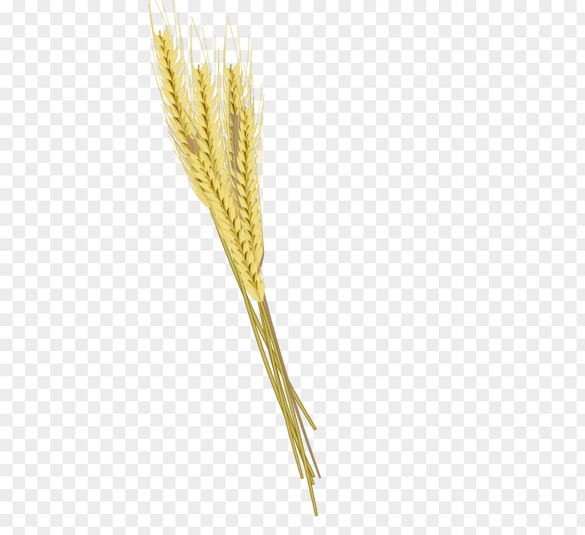 Barley Cereal Ear Einkorn Wheat PNG