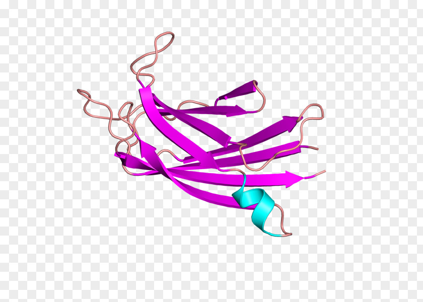 Dysferlin Distal Muscular Dystrophy Caveolin 3 Limb-girdle PNG