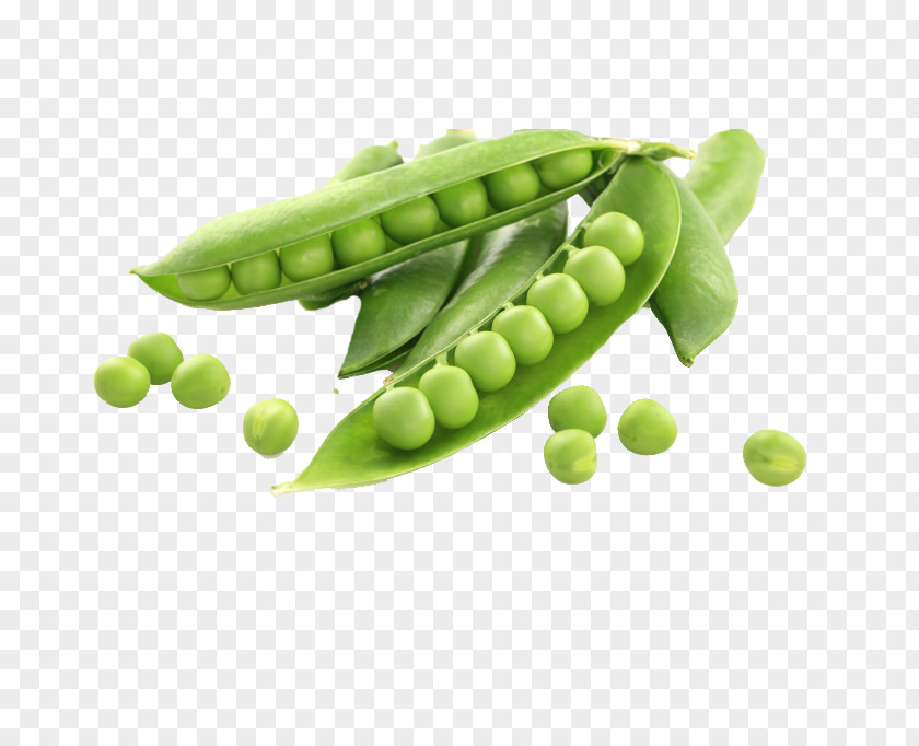 Edamame Legume Family Pea Snap Snow Peas Green PNG