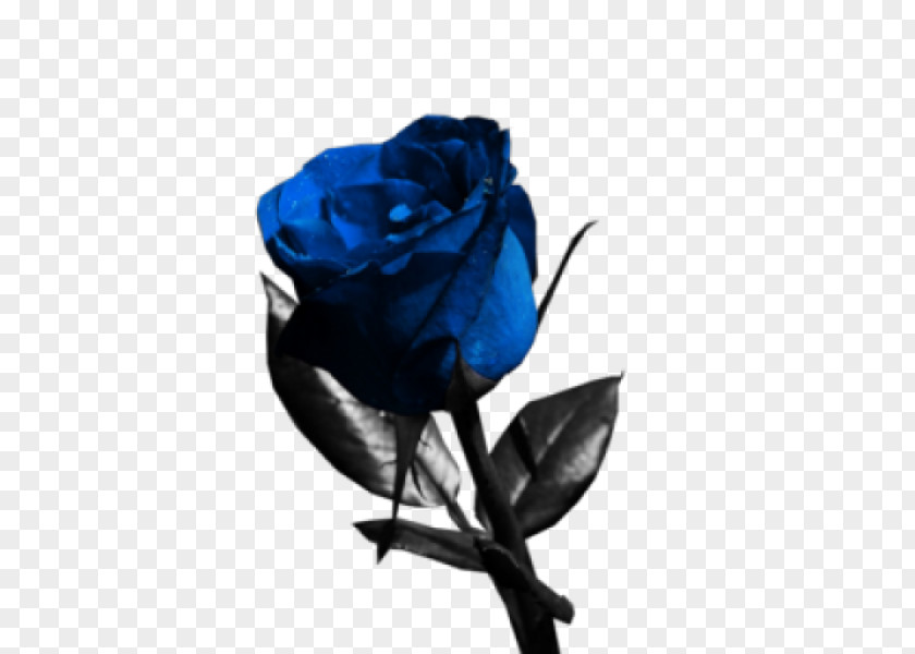 Exquisite Blue Flowers Rose Flower Garden Roses PNG