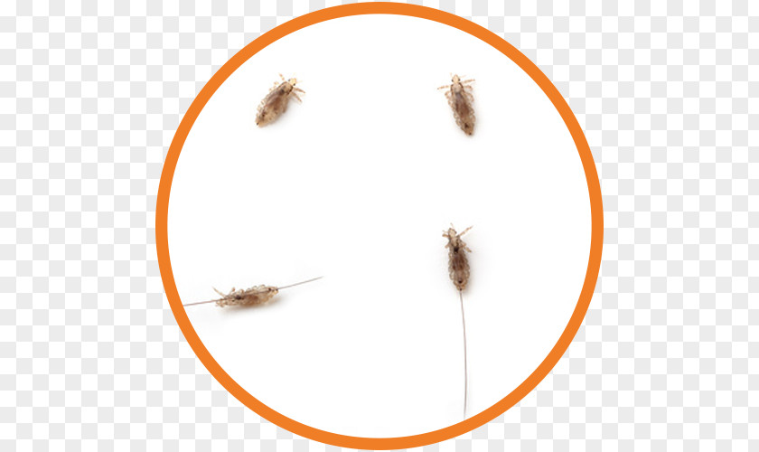 Hair Gnida Head Lice Infestation Dream Dictionary Louse PNG