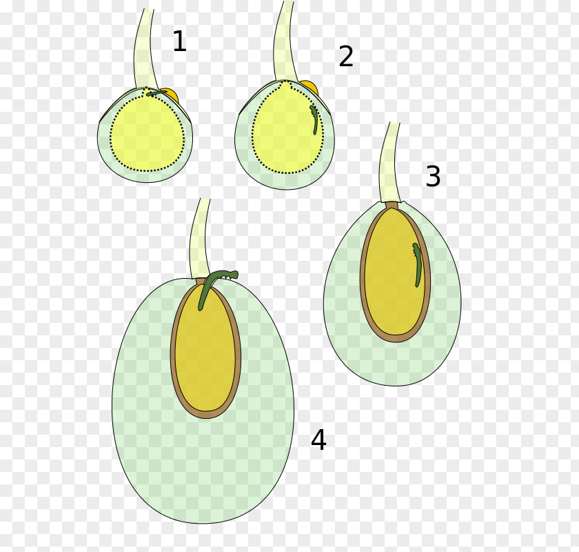 Instar Olive Moth Fruit Fly Pear Veraison PNG