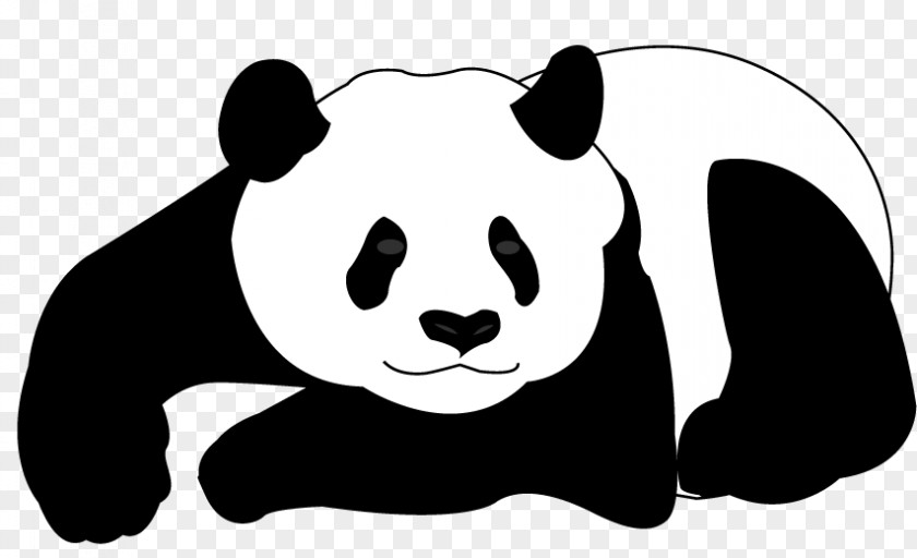 Panda Vectors Giant Bear Drawing PNG
