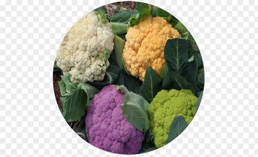 Cauliflower Cruciferous Vegetables Romanesco Broccoli PNG