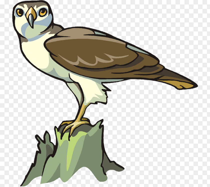 Duck Clip Art Bird Of Prey Bald Eagle PNG