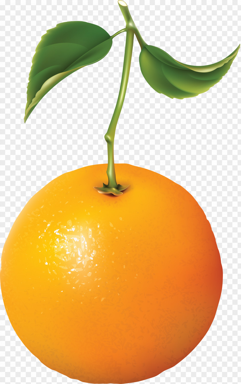 Orange Bitter Vector Graphics Tangerine Free Content PNG