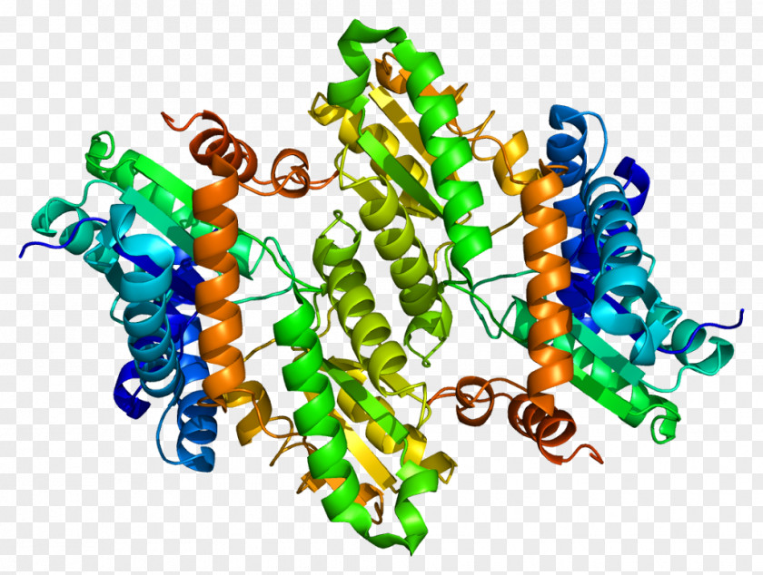 Proteine Ferrochelatase Heme Erythropoietic Protoporphyria Enzyme Porphyrin PNG