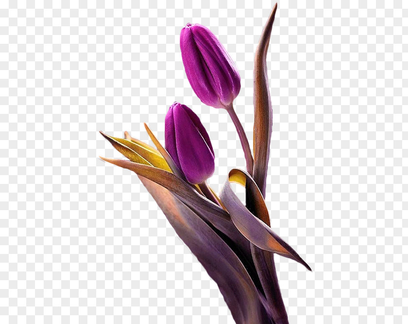 Purple Tulips Tulip Flower Plant PNG