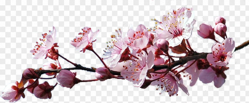 Cherry Blossom Cerasus Clip Art PNG