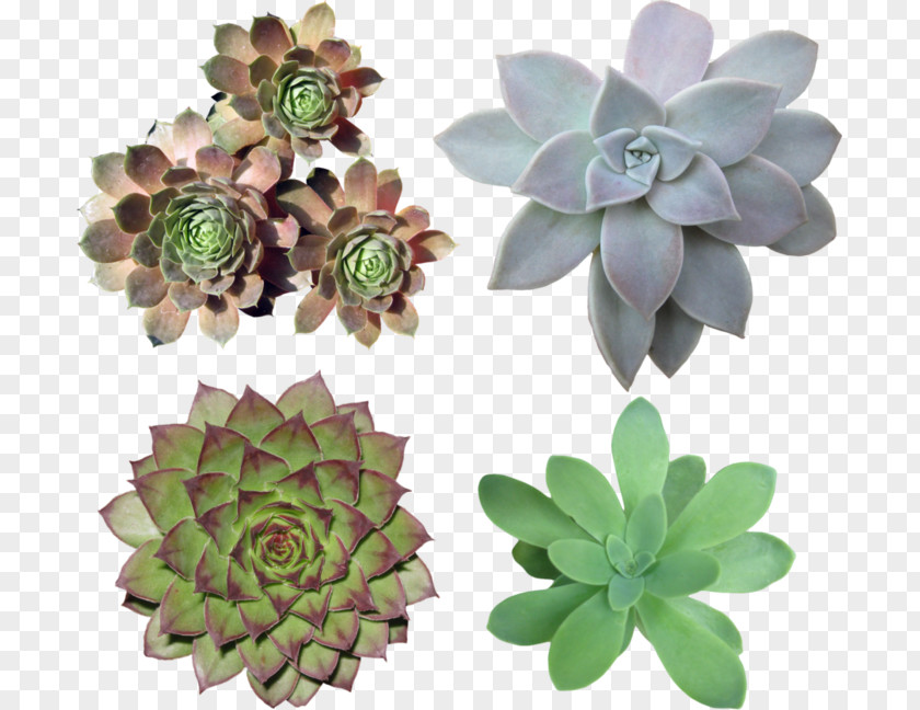 Plant Cactaceae Succulent Clip Art PNG