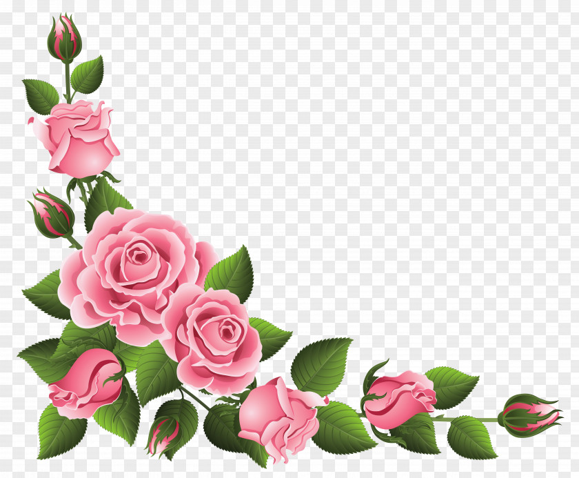 Rose Rosa Chinensis Flower Pink Clip Art PNG