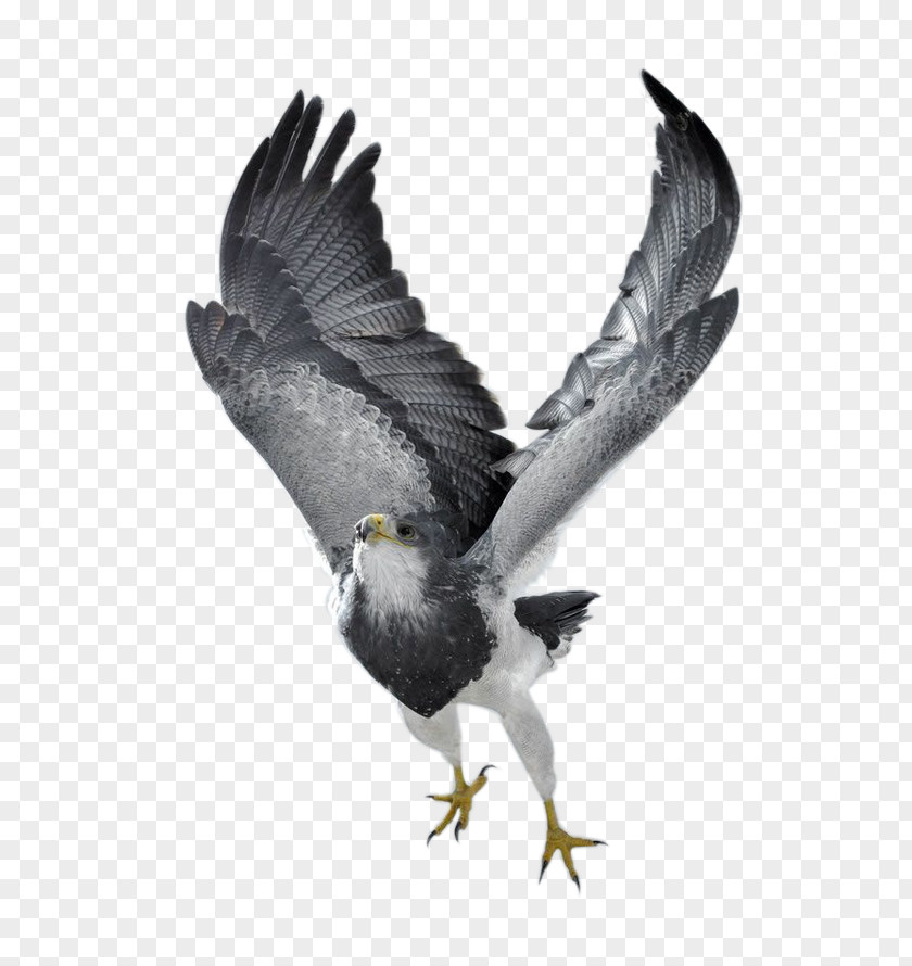 Eagle Bird Of Prey Northern Goshawk Photography PNG