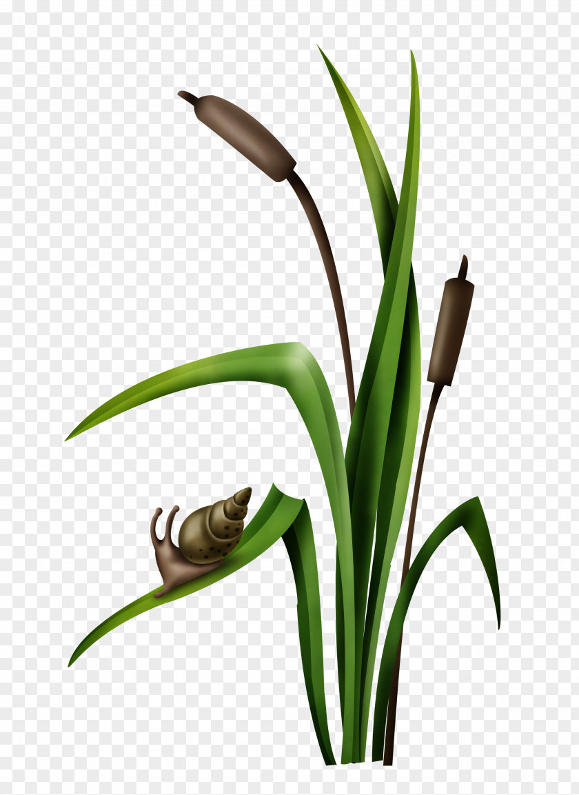 Grass Decoration Snail Material Free To Pull Orthogastropoda Google Images Download PNG