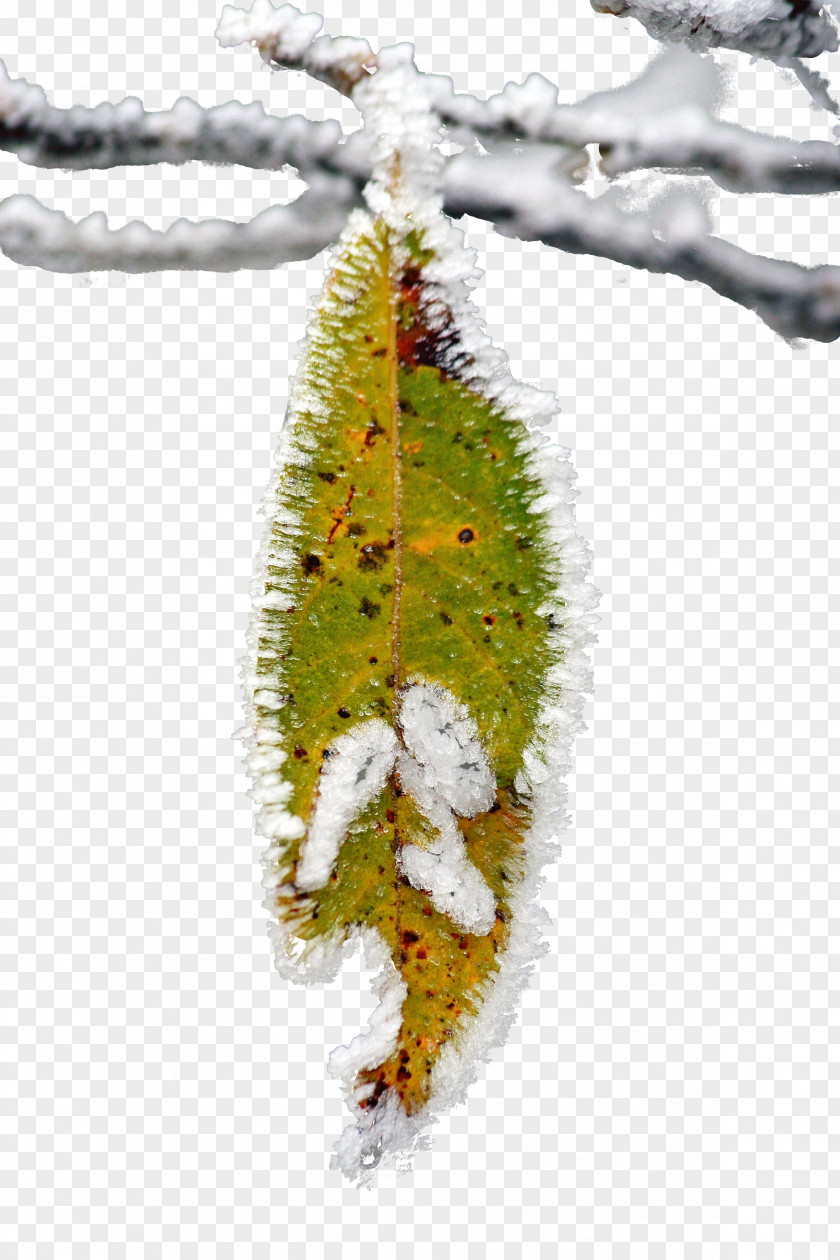 Leaf Butterfly Twig Christmas Ornament PNG