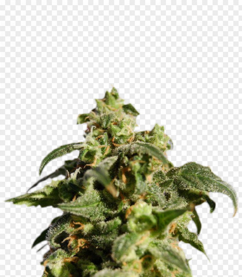 Skunk Kush Cannabis Sativa Autoflowering PNG
