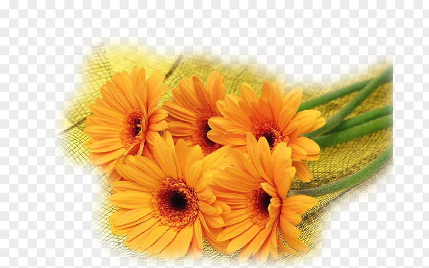 Flori De Mucigai Desktop Wallpaper Photography The Fibonacci Vortex Handbook Flower PNG