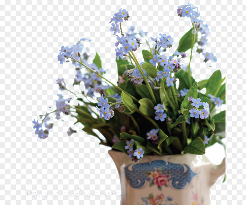 Forget Me Not Pic Scorpion Grasses PNG