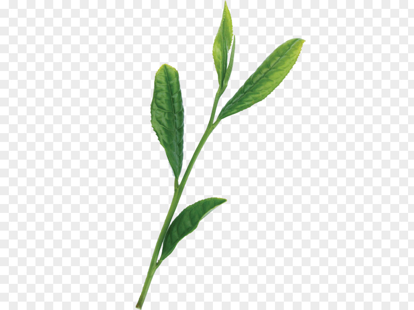 Green Tea Leaves Japanese Cuisine Hōjicha Leaf PNG