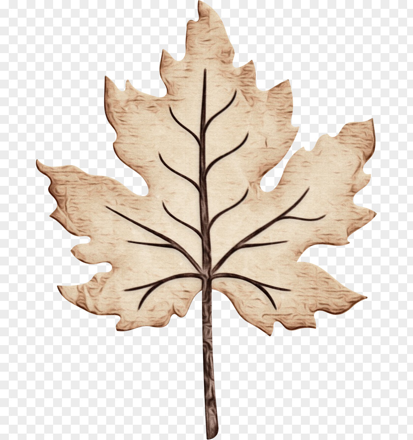 Planetree Family Flower Maple Leaf PNG
