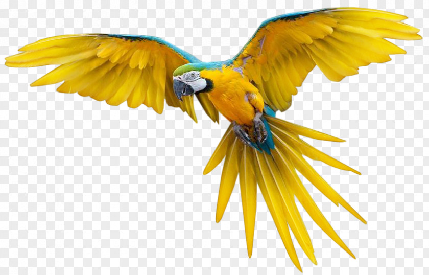 Fondo Bird Flight True Parrot New Zealand PNG