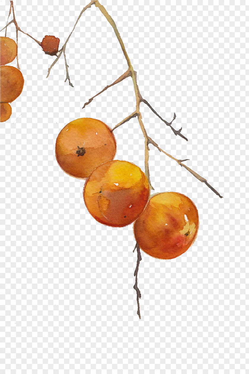 Hand-painted Persimmons Persimmon Clip Art PNG