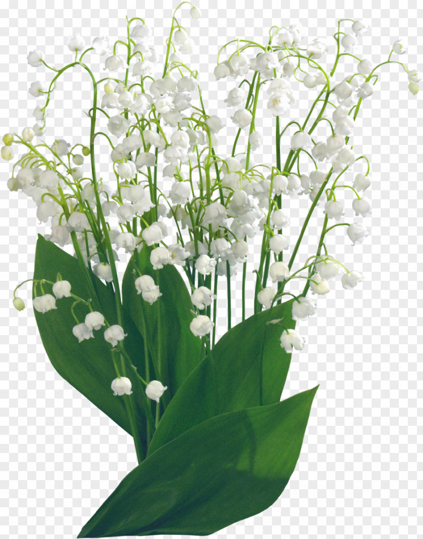 Lily Of The Valley Flower Clip Art PNG