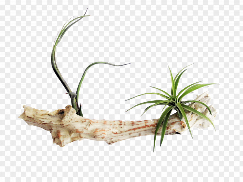 Plant Sky Bromeliads Equisetum Tillandsia Funckiana PNG