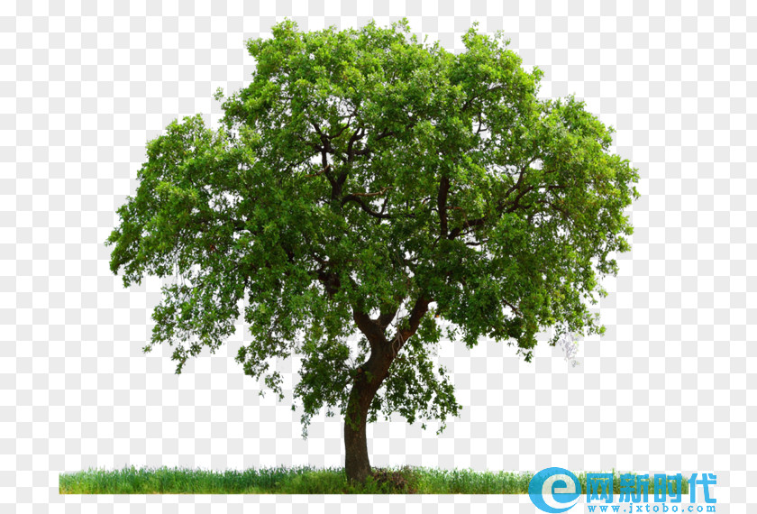 Vector Graphics Clip Art Transparency Tree PNG