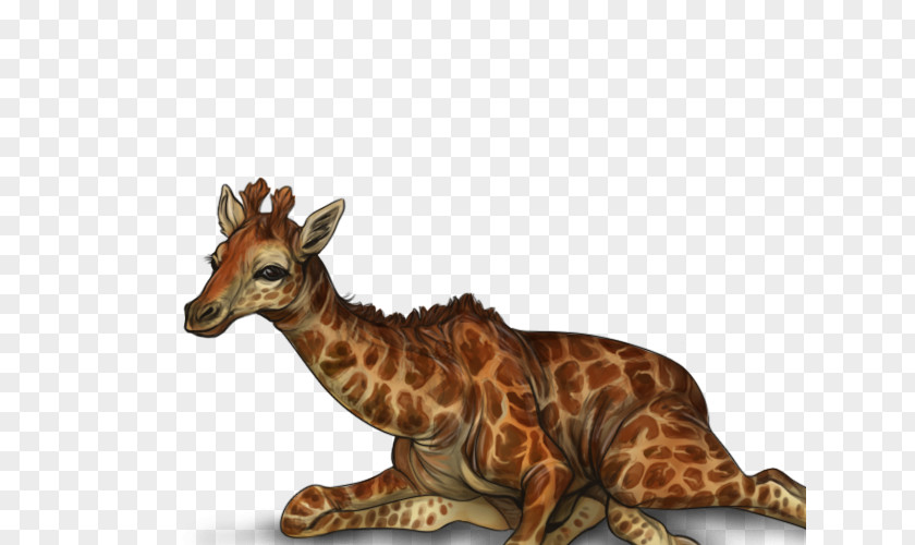 Giraffe Terrestrial Animal Wildlife PNG