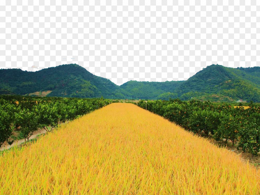 Golden Rice Fields Paddy Field PNG