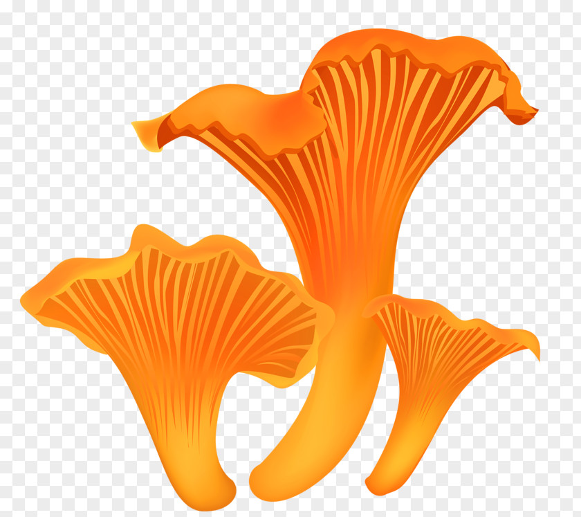 Hand Drawn Mushrooms Mushroom Fungus Shiitake Pleurotus Eryngii PNG