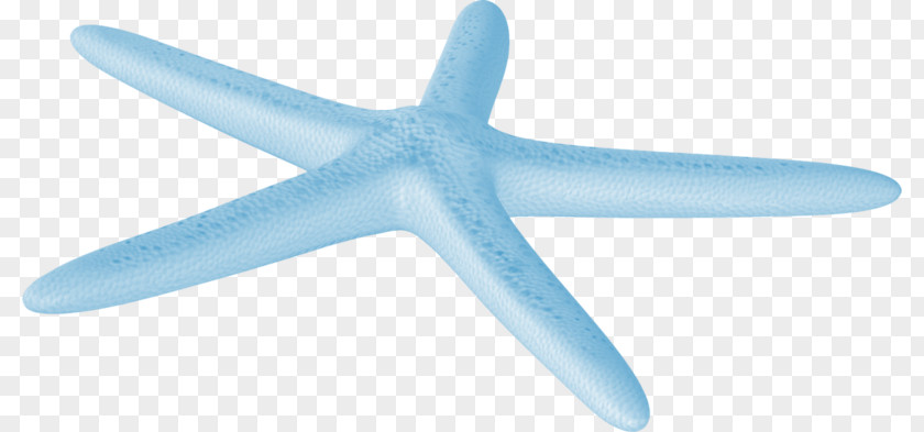 Ocean Starfish Free To Pull The Material Image Sea PNG
