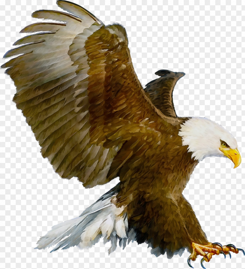 Bird Of Prey Bald Eagle Golden PNG