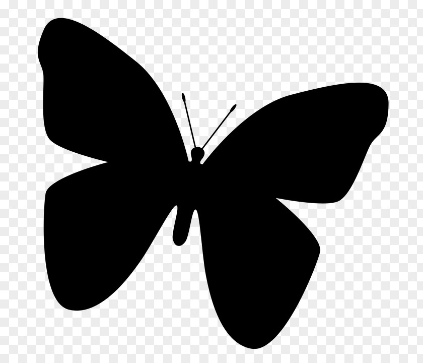 Butterfly Insect Blog Silhouette PNG