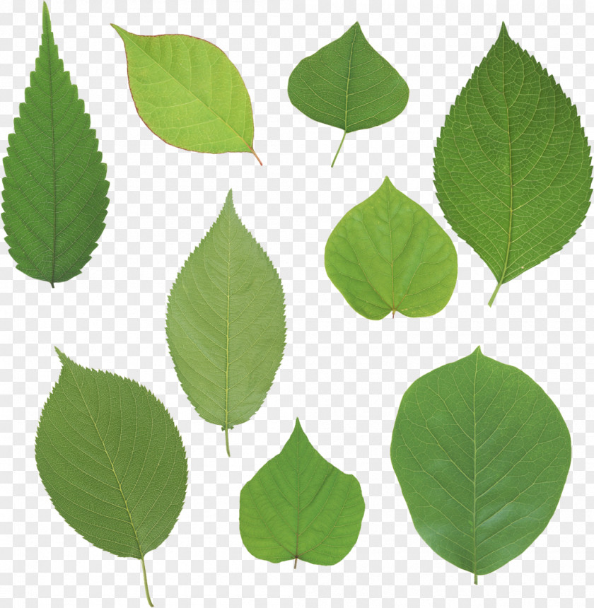Buttonbush Woody Plant Leaf Painting PNG