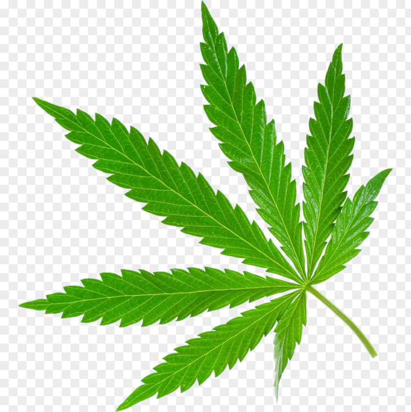 Cannabis Sativa Stock Photography Medical 420 Day PNG