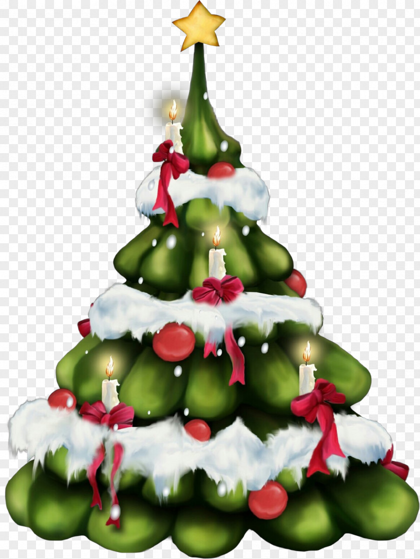 Colorado Spruce Fir Christmas Tree PNG