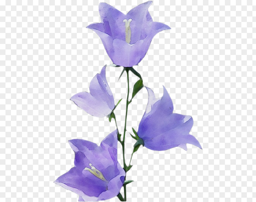 Lavender PNG