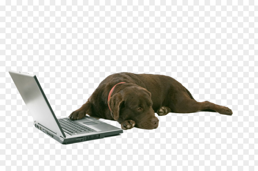 Puppy Cane Corso Labrador Retriever Laptop Bullmastiff PNG