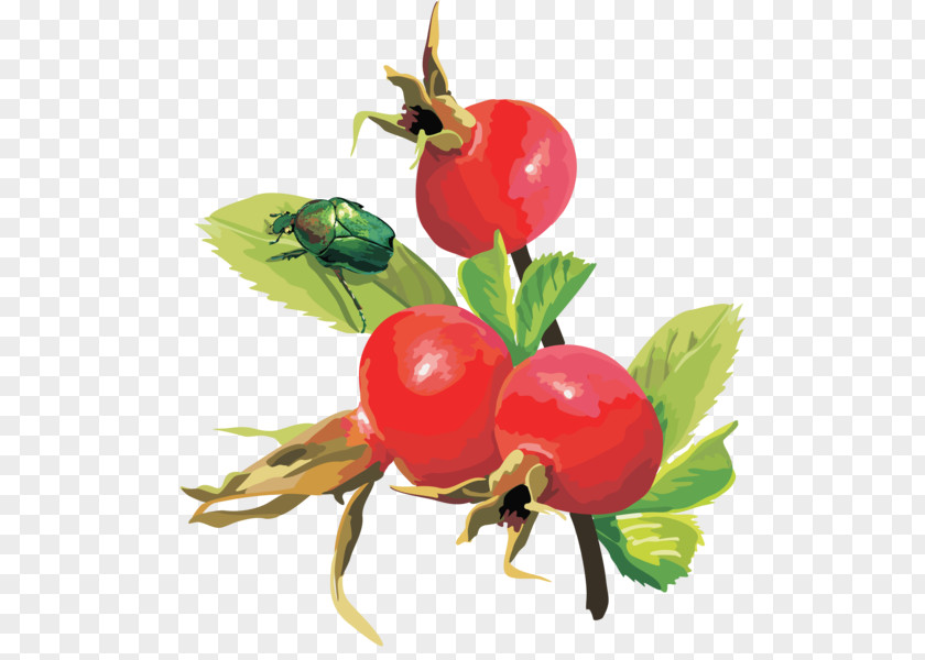 Rosehips Berry Fruit Euclidean Space PNG