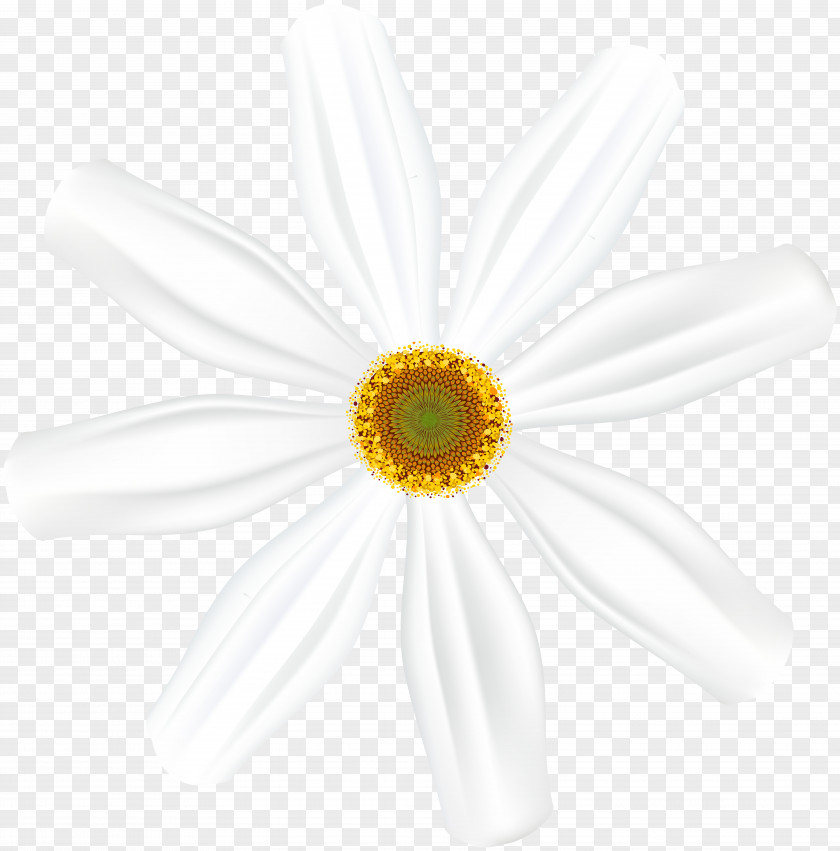 Sheriff Woody Common Daisy Oxeye Transvaal Cut Flowers Petal PNG