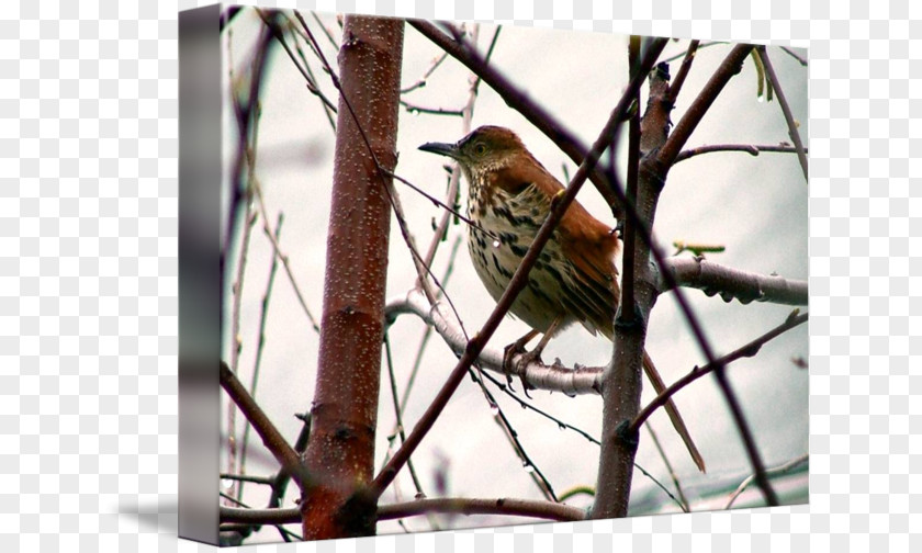 Sparrow Wren Finches American Sparrows Cuckoos PNG