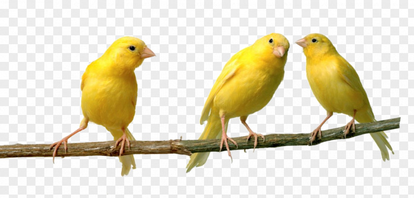 Canary Red Factor Bird Vocalization Spanish Timbrado Finch PNG