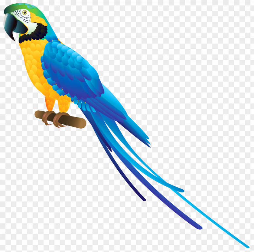 Clipart Collection Parrot Bird Blue-and-yellow Macaw Clip Art PNG