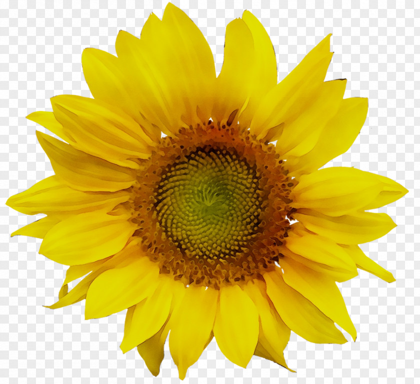Zazzle Sunflower Redbubble Clothing Accessories Jewellery PNG