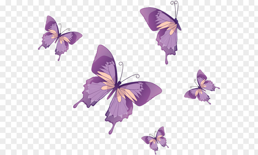 Butterfly Monarch Insect PNG